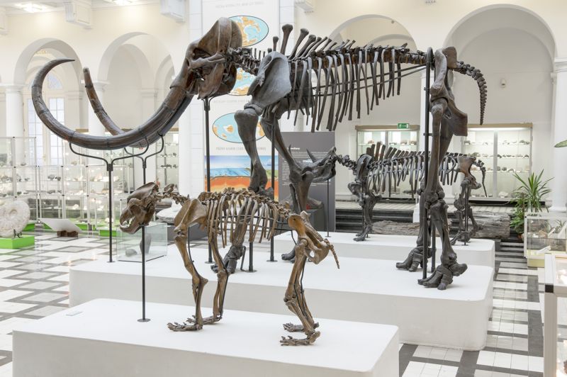Szkielety czwartorzędowych ssaków