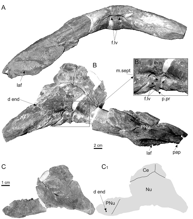Skamieniałe szczątki dunkleosteusa – elementy czaszki