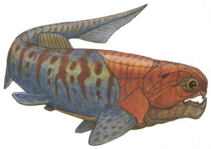 Rekonstrukcja przypuszczalnego wyglądu drapieżnej ryby pancernej