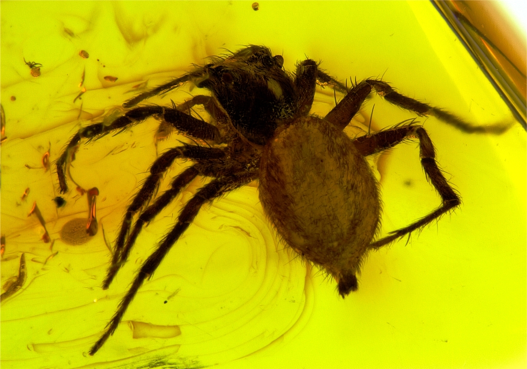 Duże i jednocześnie idealnie zachowane pająki (Arachnida: Araneae) należą do niezbyt często spotykanych inkluzji. Zbiory prywatne, Elżbieta Sontag