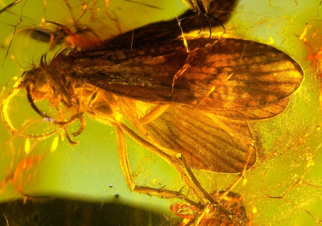 Chruścik (Trichoptera) – przedstawiciel owadów związanych ze środowiskiem wodnym. Zbiory prywatne, Elżbieta Sontag