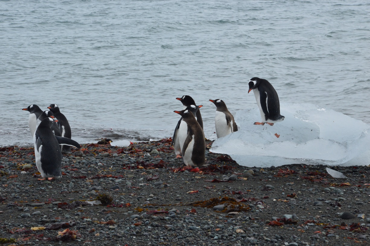 Pingwiny białobrewe – stali mieszkańcy Stacji