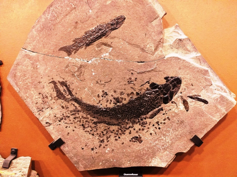 szkielet ryby palaontologisches museum