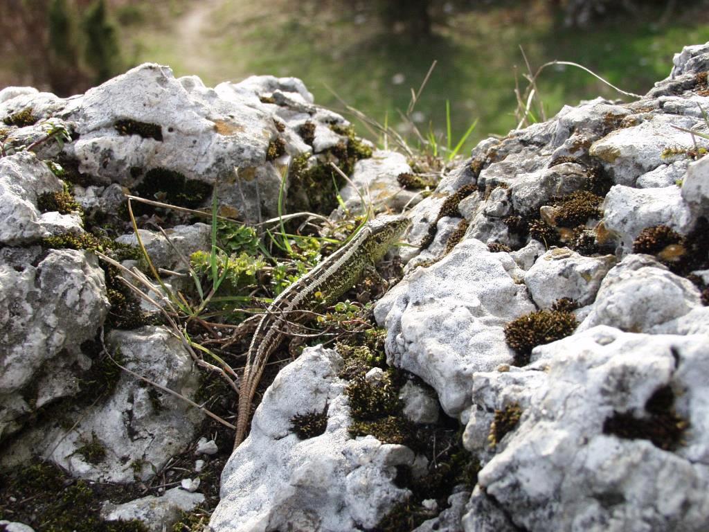 jaszczura na skale small