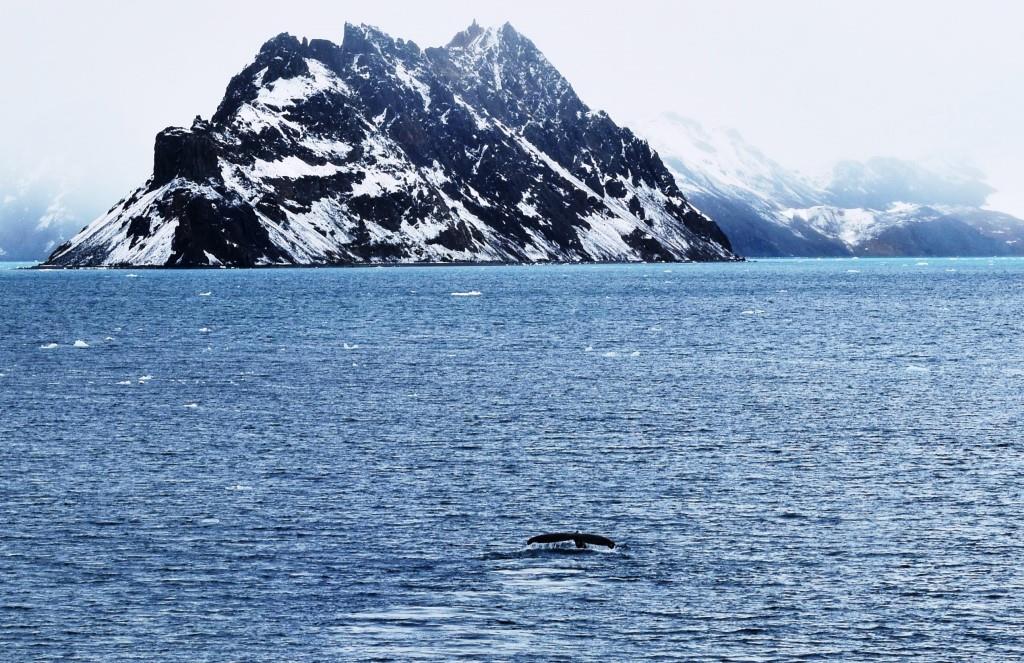 Wieloryb w pobliżu Wyspy Dufayel (Wyspa Króla Jerzego, Fiord Ezcurra)