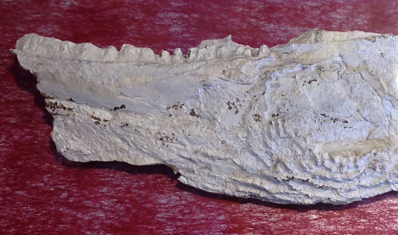 Fragment szczęki płaza tarczogłowego Paratosuchus Ptaszyński
