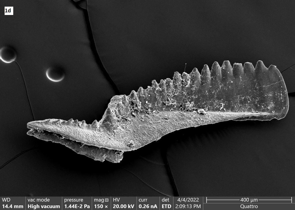 Element konodontowy (górny dewon, odsłonięcie Ostrówka, Polska) zbudowany z fosforanu wapnia (apatytu); zdjęcie wykonano przy użyciu mikroskopu skaningowego.