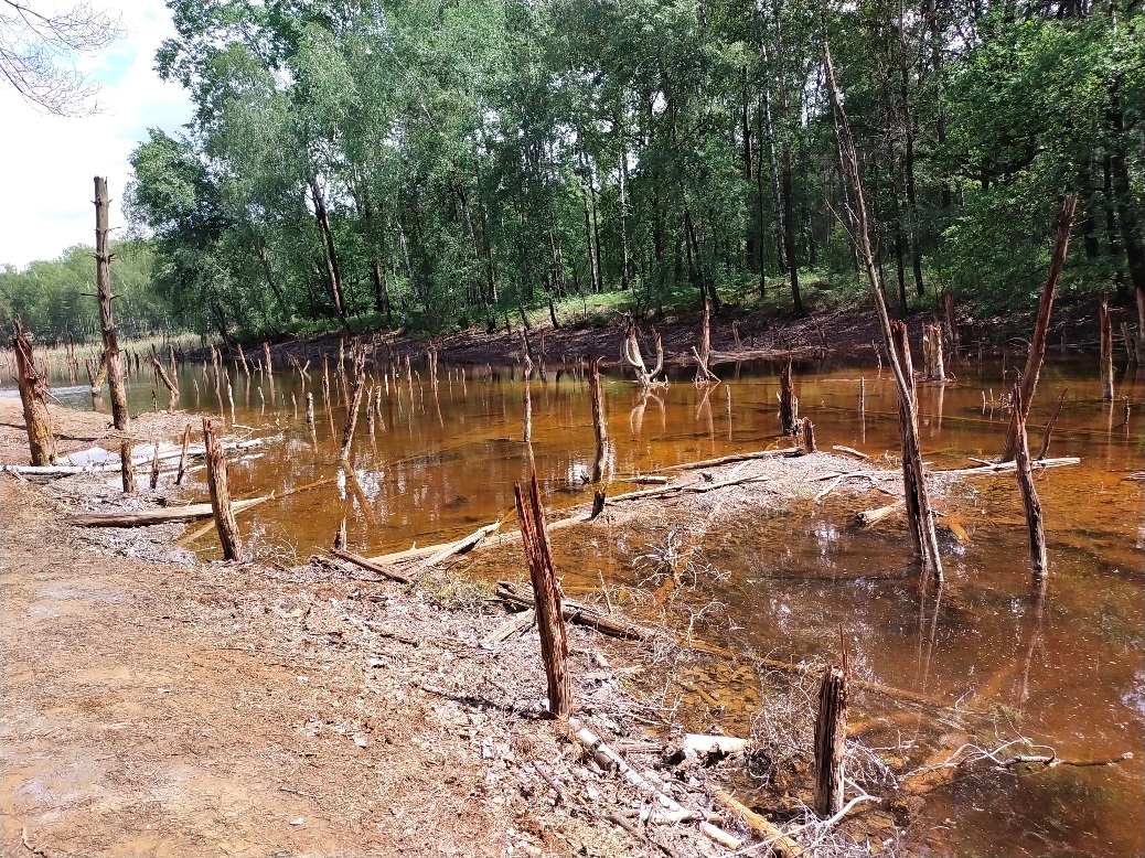 Miejsce dawnej kopalni podziemnej i strefa wyrobisk górniczych, stąd silne zakwaszenie wody (pH=2,8), w której brak jest organizmów żywych