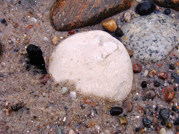 koralowiec alveolites sylur na plaży w gdynia redowo