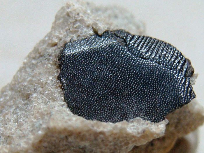 łuska dewoskiej ryby miniopetwej porolepis posnaniensis 12cm