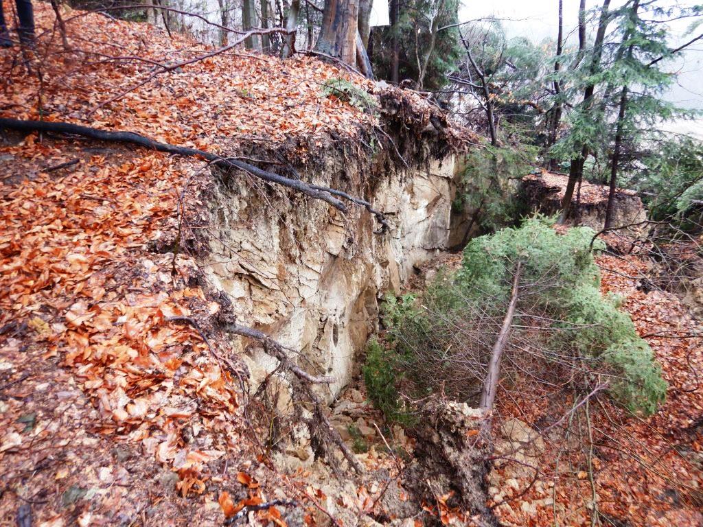 Skarpa główna aktywnego osuwiska nr 140747 w miejscowości Męcina (fot. S. Kamieniarz, 10.01.2023 r.)