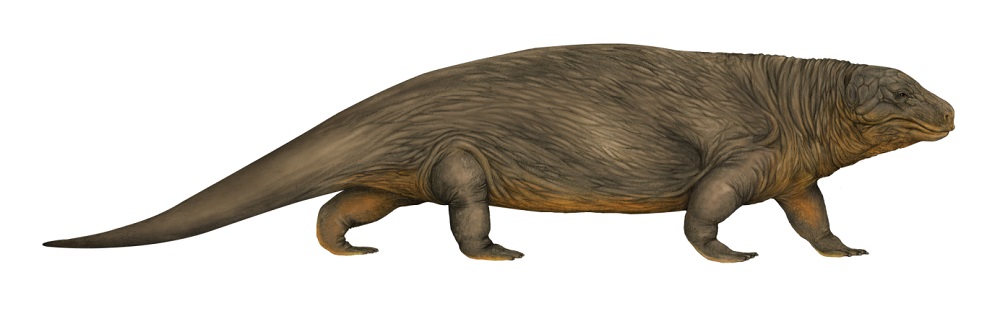Diadectes - możliwy sprawca tropów Ichniotherium, rysunek Barbara Massalska