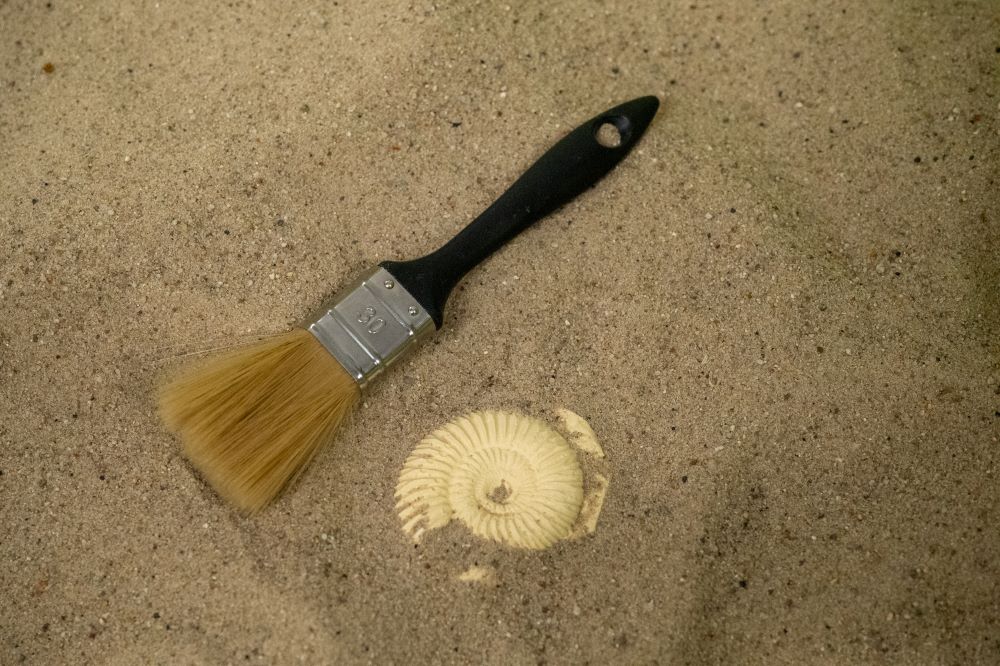 pędzel, piasek, skamieniałość