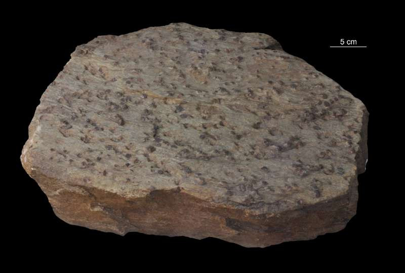 Łupek mikowy z granatami