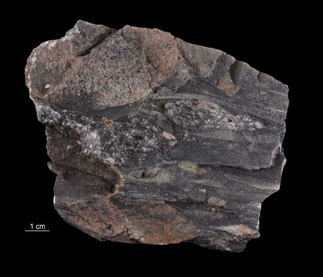 Metazlepieniec