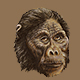 australopithecus.jpg