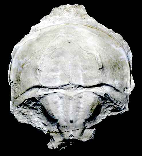 limulus holotyp s