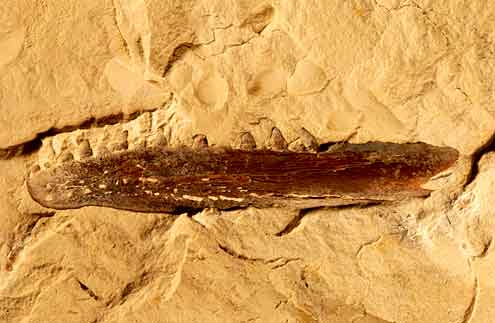 szczeka pleurosaurus sp s