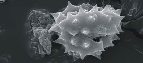 mikropaleontologia - pyłek