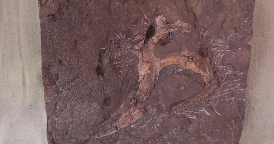 Triasowy Park Wiórajski