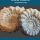 Oferta wystawiennicza - Amonity 08