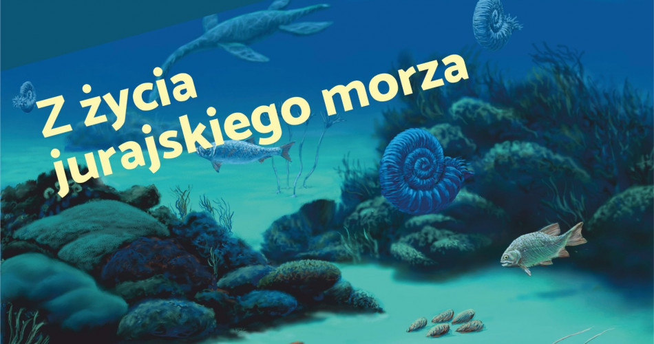 Oferta wystawiennicza - Amonity 01