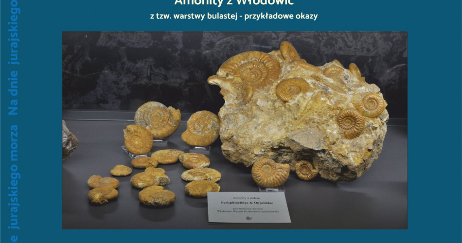 Oferta wystawiennicza - Amonity 04