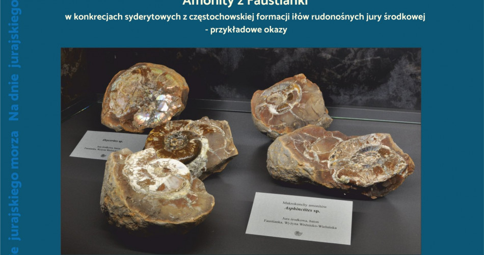 Oferta wystawiennicza - Amonity 05