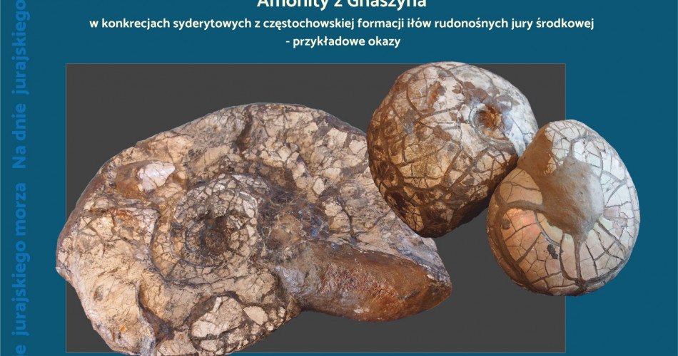 Oferta wystawiennicza - Amonity 06