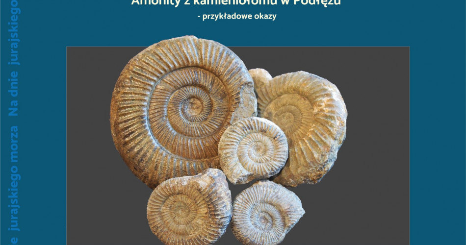 Oferta wystawiennicza - Amonity 07