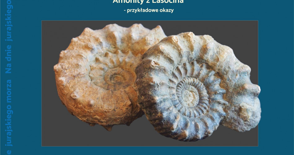 Oferta wystawiennicza - Amonity 08