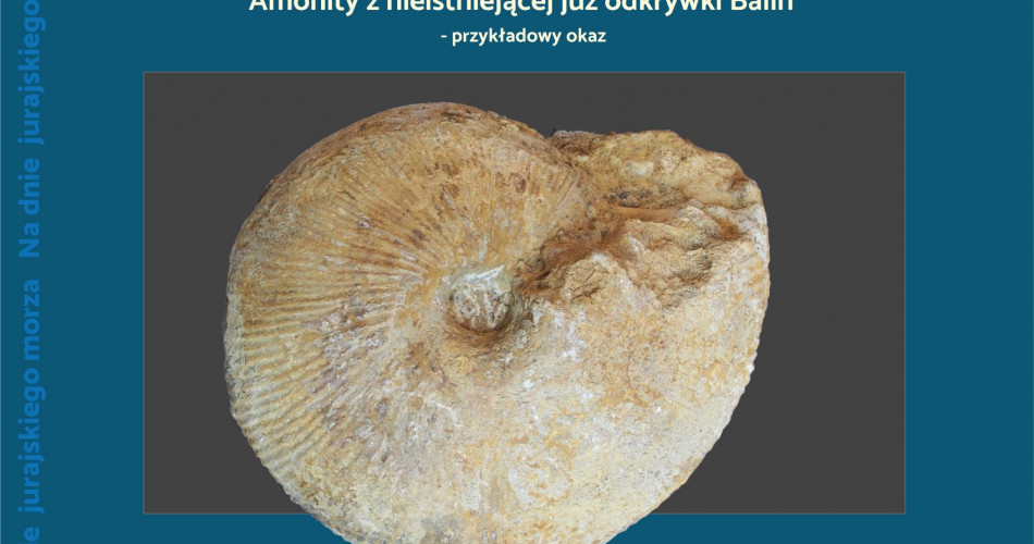 Oferta wystawiennicza - Amonity 09