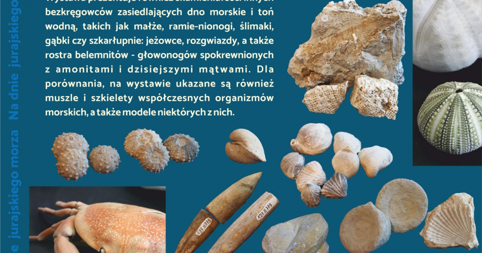 Oferta wystawiennicza - Amonity 11