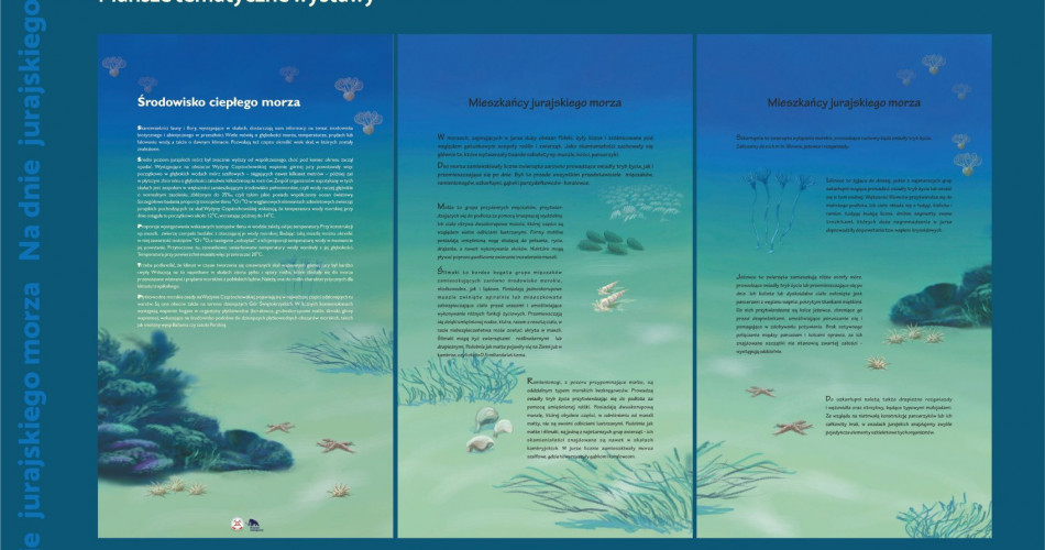 Oferta wystawiennicza - Amonity 12