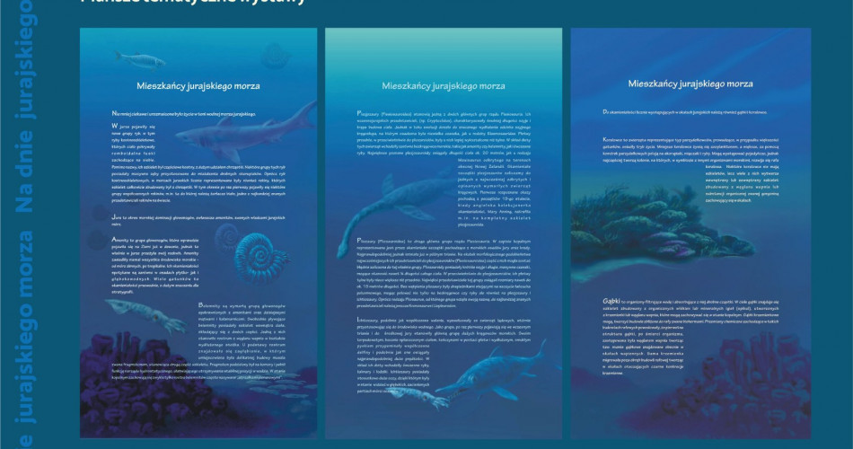 Oferta wystawiennicza - Amonity 13