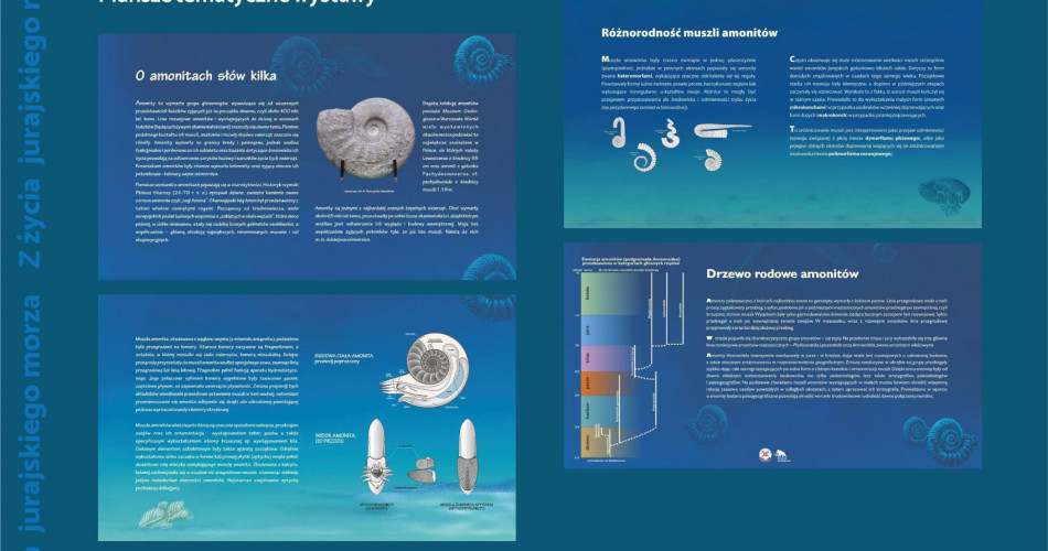 Oferta wystawiennicza - Amonity 14