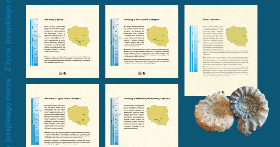 Oferta wystawiennicza - Amonity 15