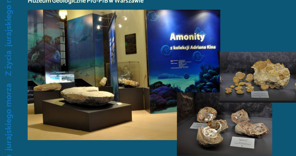 Oferta wystawiennicza - Amonity 17