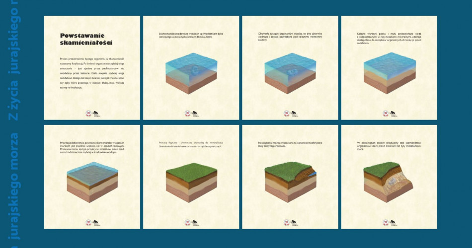 Oferta wystawiennicza - Amonity 16