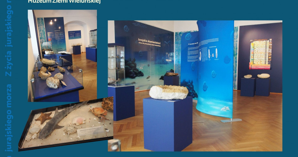 Oferta wystawiennicza - Amonity 18