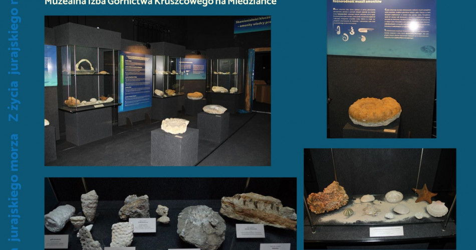 Oferta wystawiennicza - Amonity 19