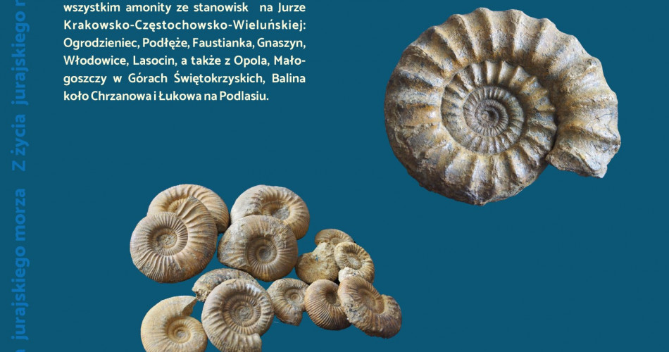 Oferta wystawiennicza - Amonity 03