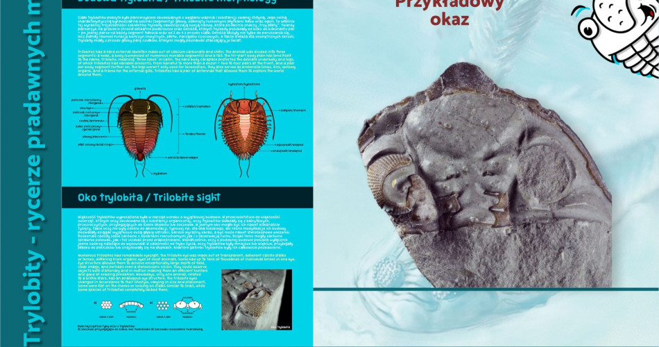 Oferta wystawiennicza - Trylobity 04