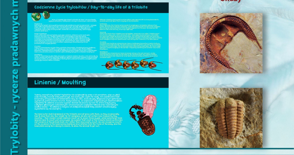 Oferta wystawiennicza - Trylobity 05