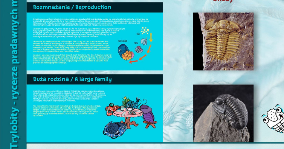 Oferta wystawiennicza - Trylobity 06