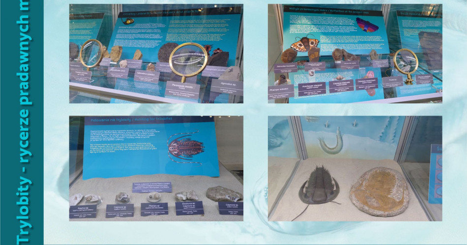 Oferta wystawiennicza - Trylobity 09