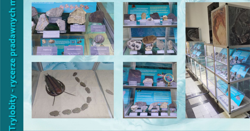 Oferta wystawiennicza - Trylobity 11