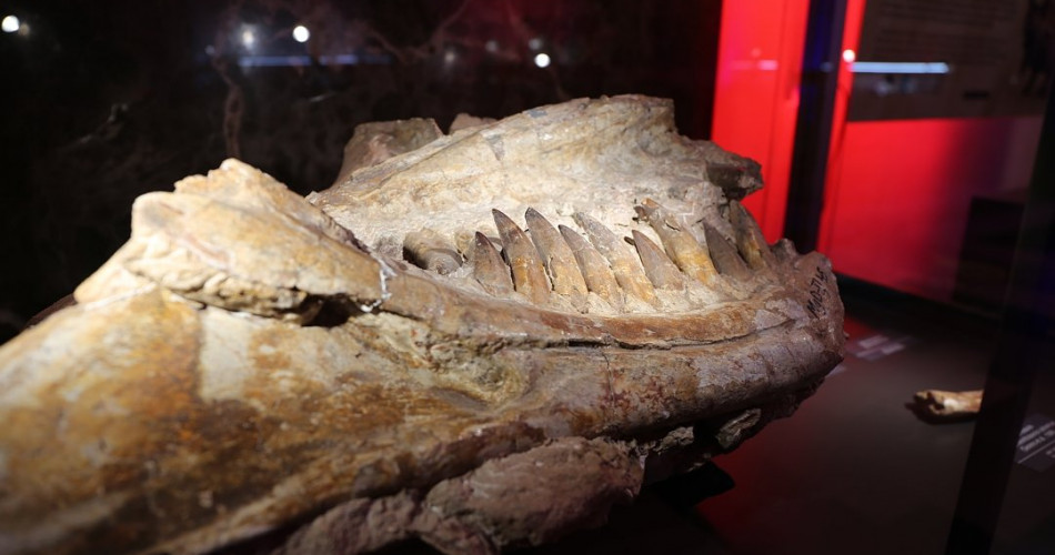 Wielkie wymierania - geolog na miejscu zdarzenia