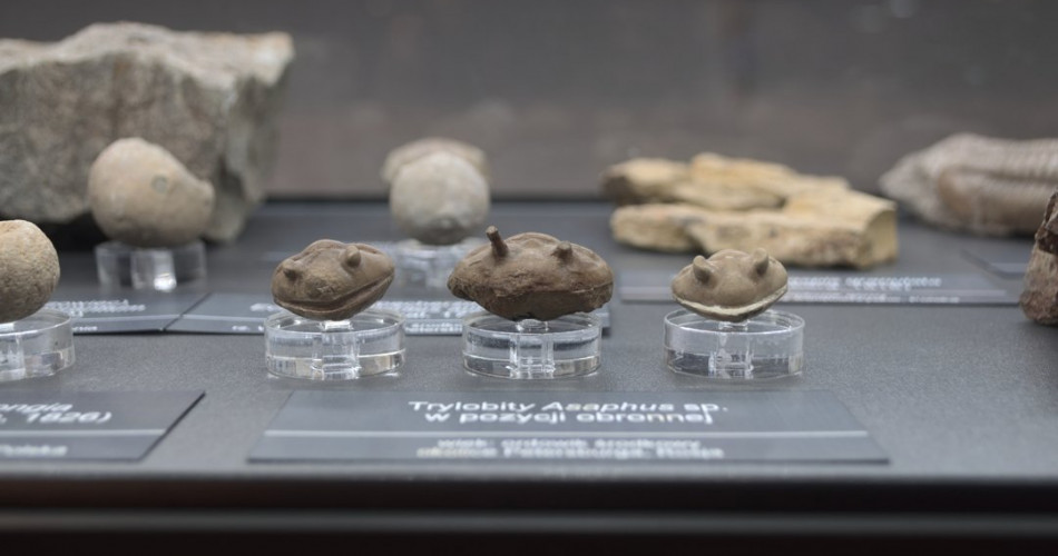 Wielkie wymierania - geolog na miejscu zdarzenia