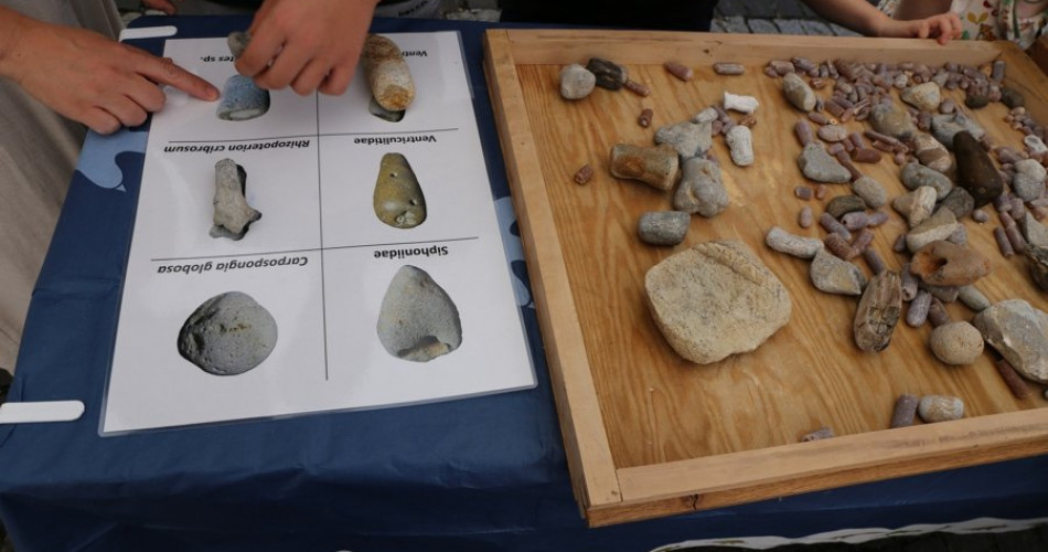 Rozpoznawanie skamieniałości bałtyckich plaż